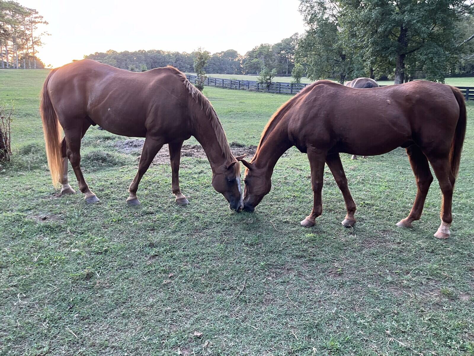 Two horses grazing together at the farm